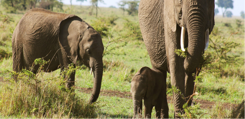 Mara Conservancies