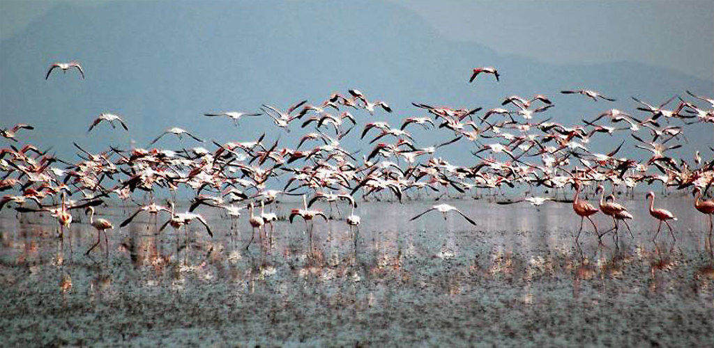 Lake Manyara Game Park