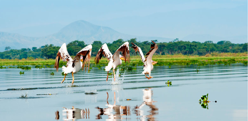 Lake Naivasha and Baringo