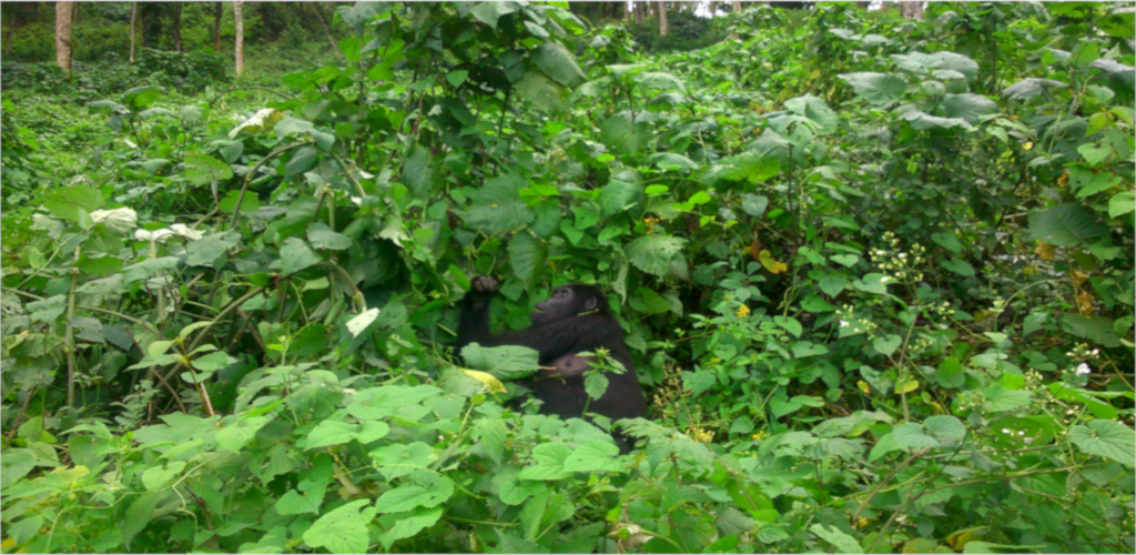 Uganda Safari twelve days Uganda safari twelve days