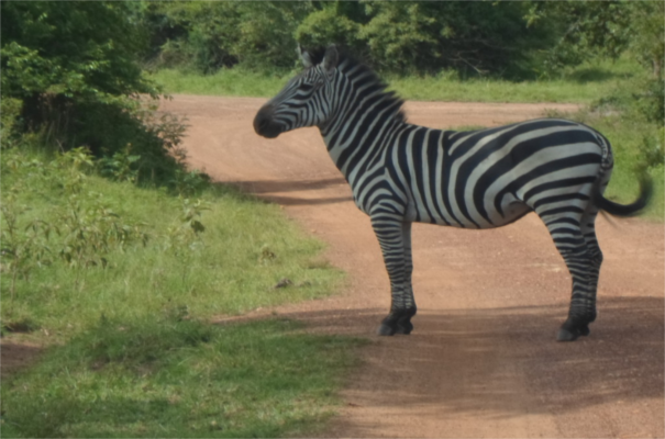zebra in Lake Mburo Park Lake Mburo Game Park
