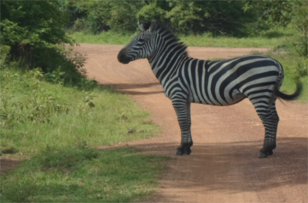 Lake Mburo Game Park