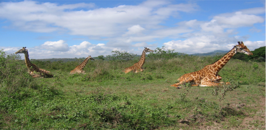 Arusha Game Park