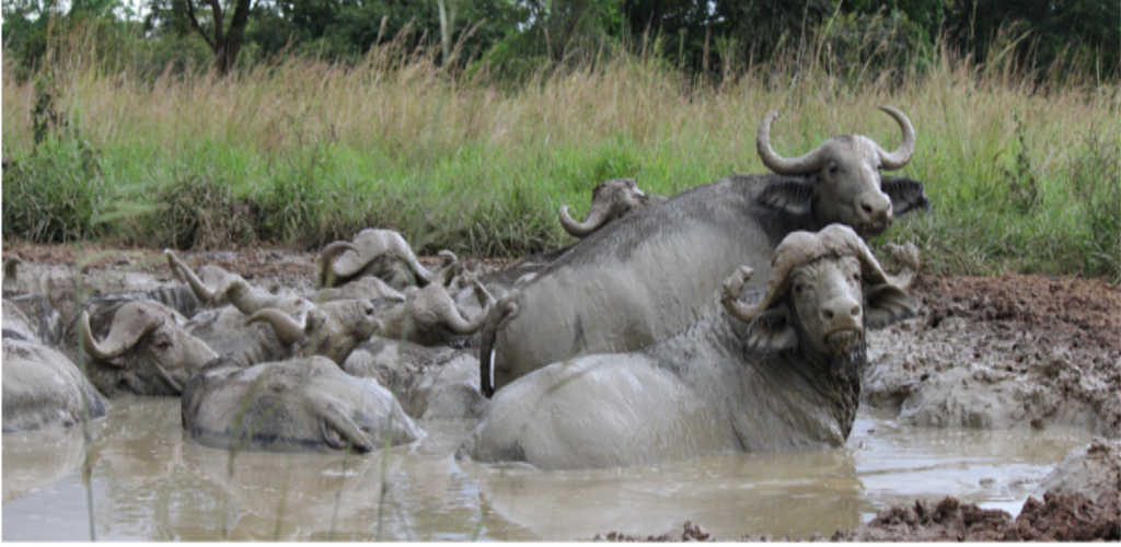 Uganda Tour Uganda Group tour