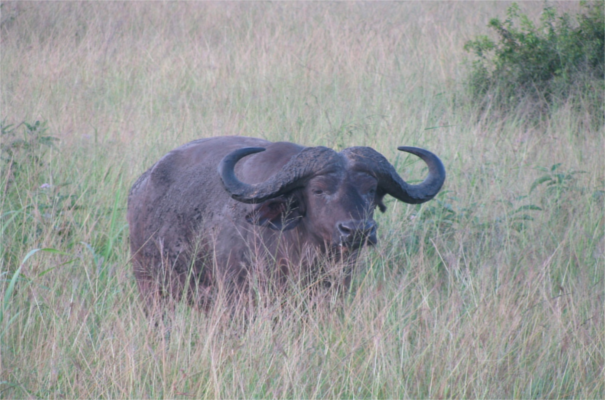 Akagera Game Park Rwanda