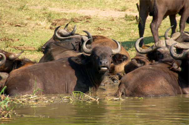 Queen Elizabeth Game Park