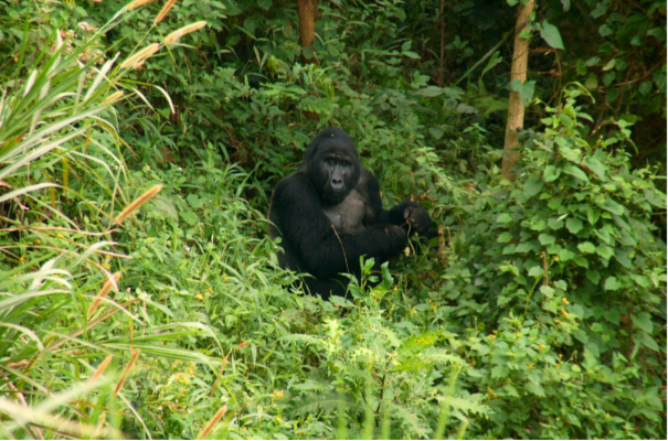 Gorillas in Bwindi Forest Bwindi Impenetrable Forest