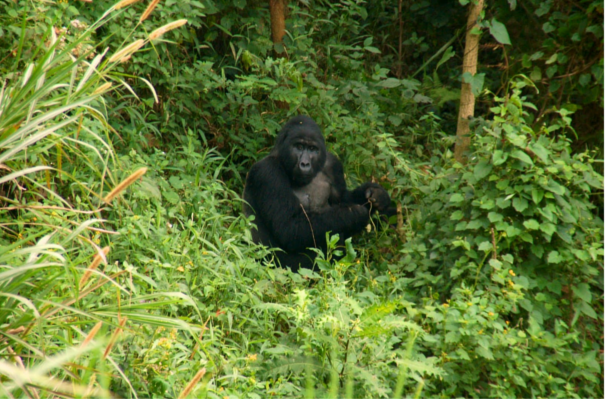 Bwindi Impenetrable Forest