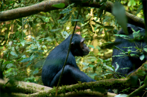 Chimp tracking in Kibale Forest Kibale Forest National Park