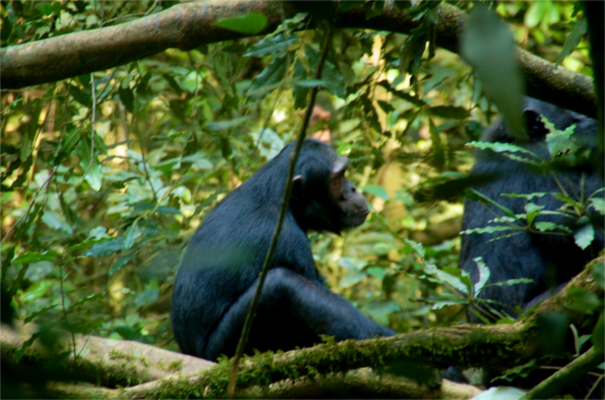 Kibale Forest National Park