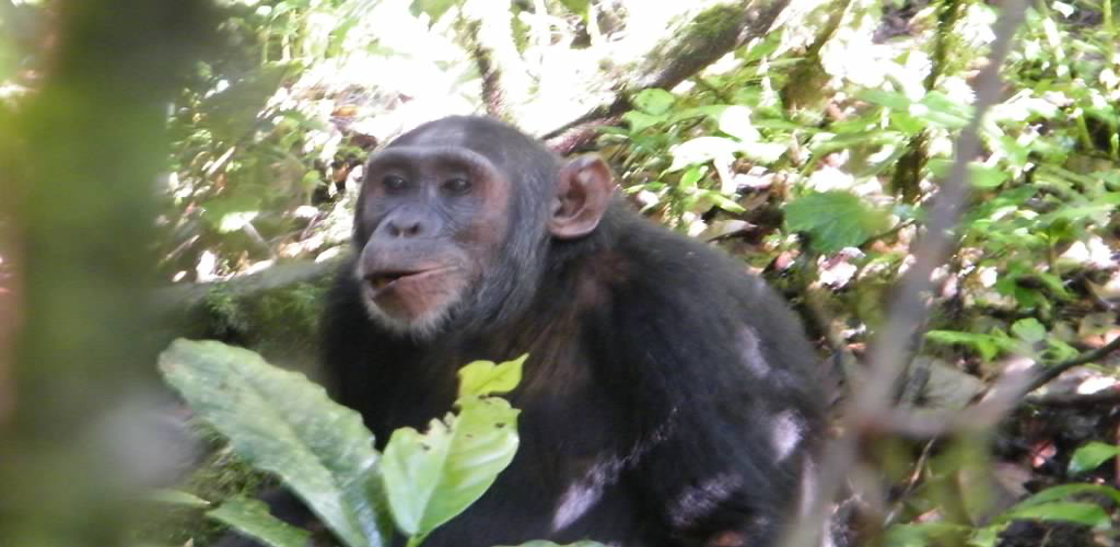 Gorilla Safari and chimps Gorilla Safari and chimps