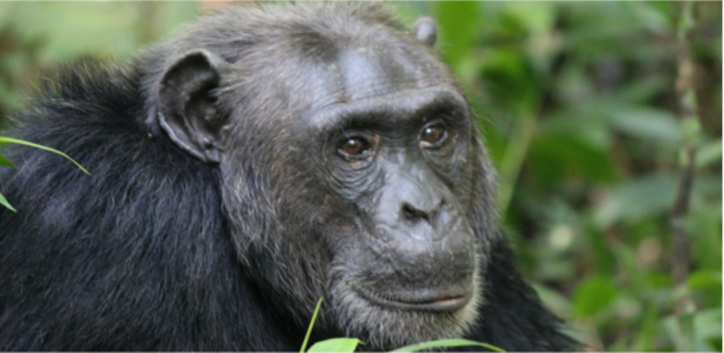 Chimp tracking Uganda Group Tour Gorillas and chimps