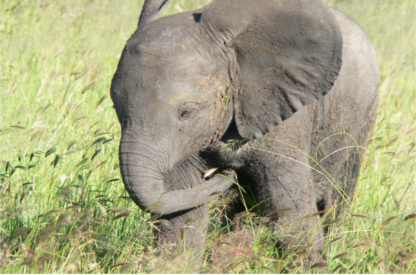 Tarangire and Lake Manyara Safari - Tanzania