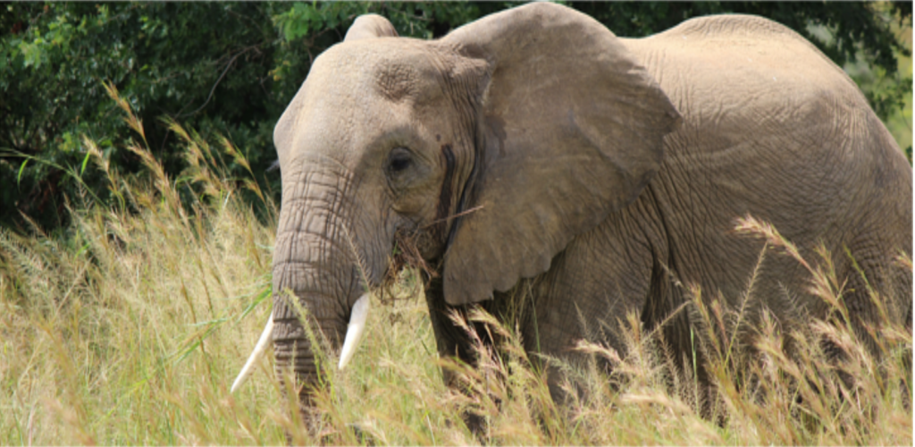 Elephant Uganda Safari Sixteen Days