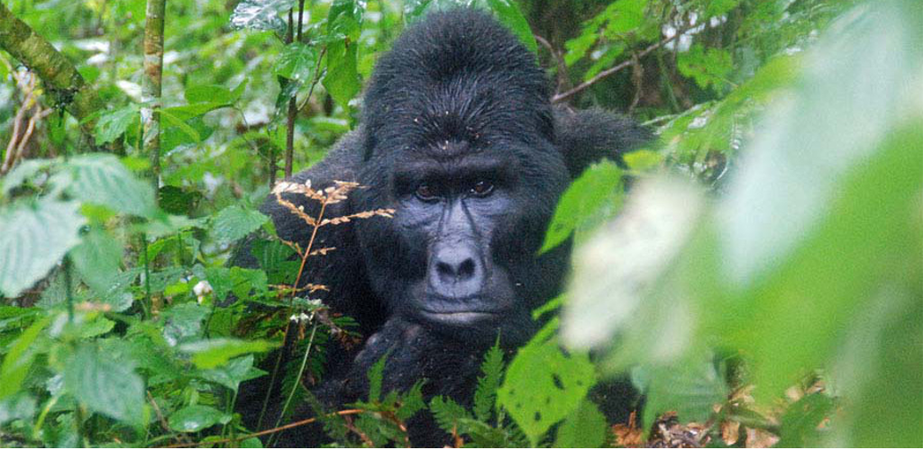 Fly to bwindi gorilla park Fly to Gorilla Tracking - 5 Days