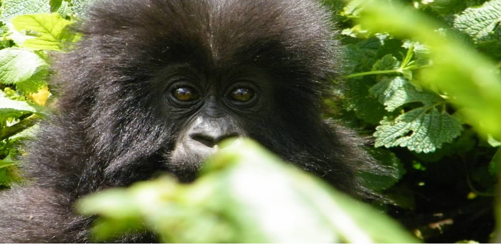 Gorilla Trek tour Gorilla trek Rwanda and Uganda Game Safaris