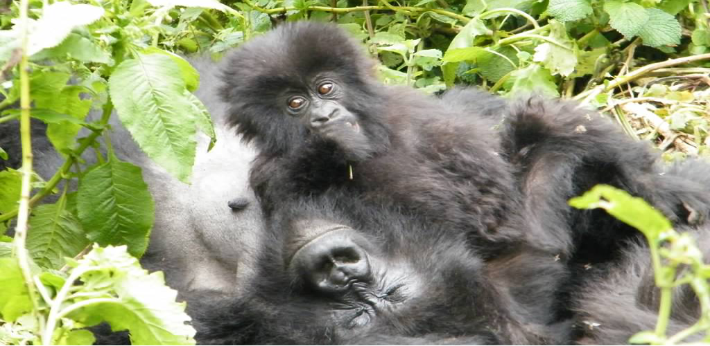 Uganda Small Group Tour - 5 Days