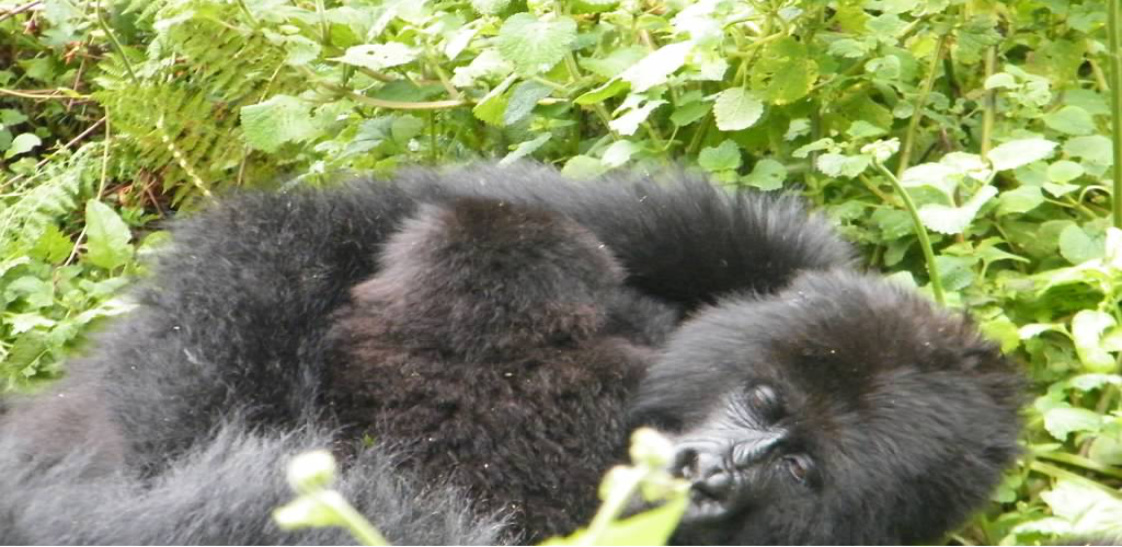 Track Gorillas twice Track gorillas in Rwanda and Uganda