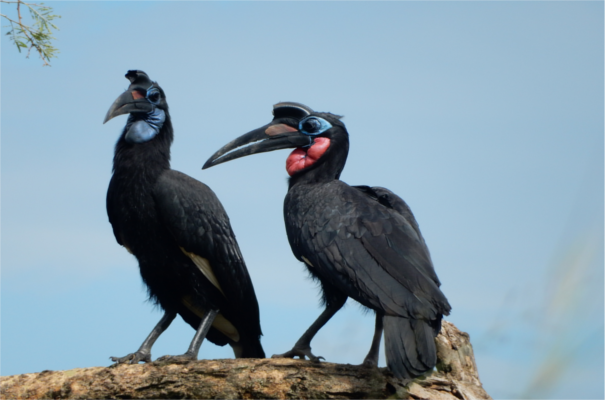 Kidepo Valley Game Park