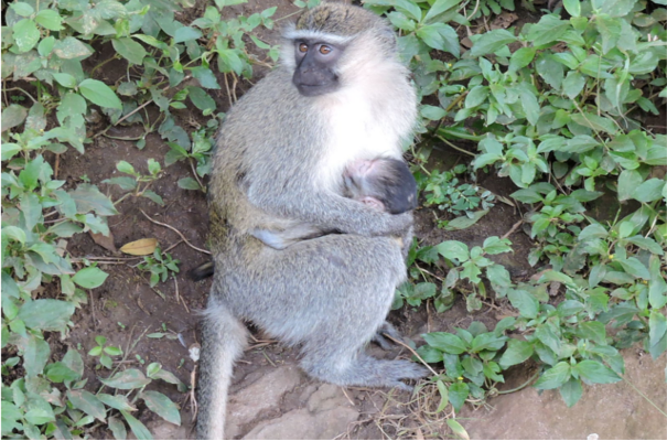 Primates of Mgahinga Park Mgahinga National Park