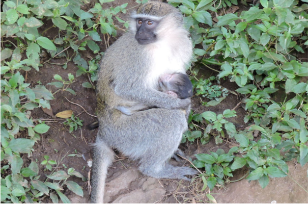 Mgahinga National Park