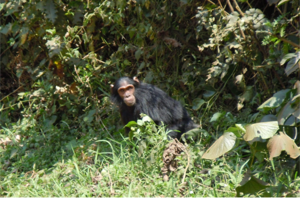 Chimpanzees of Nyungwe Forest Rwanda Nyungwe Forest Rwanda