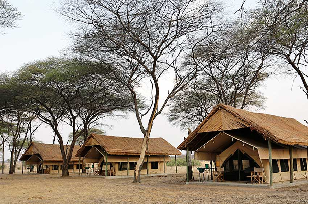 Ruaha Flycatcher Camp