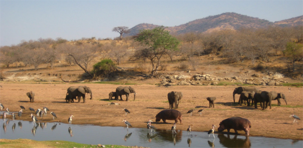 Ruaha Park Wildlife Ruaha National Park