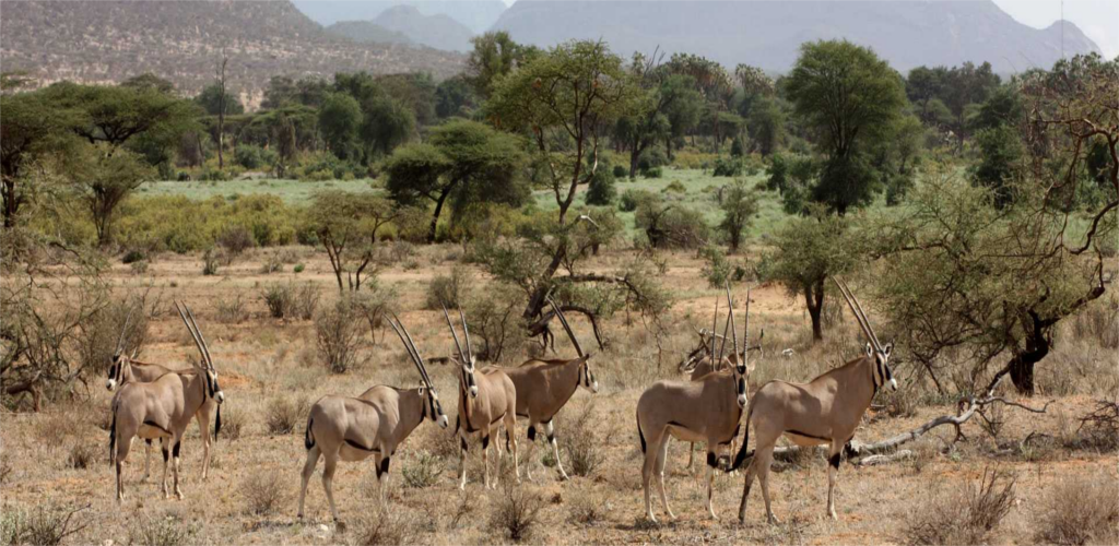 Samburu Park - Kenya Samburu National Reserve