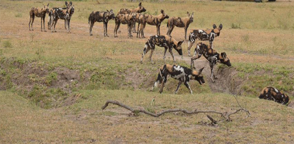 Selous Tanzania Selous Game Reserve