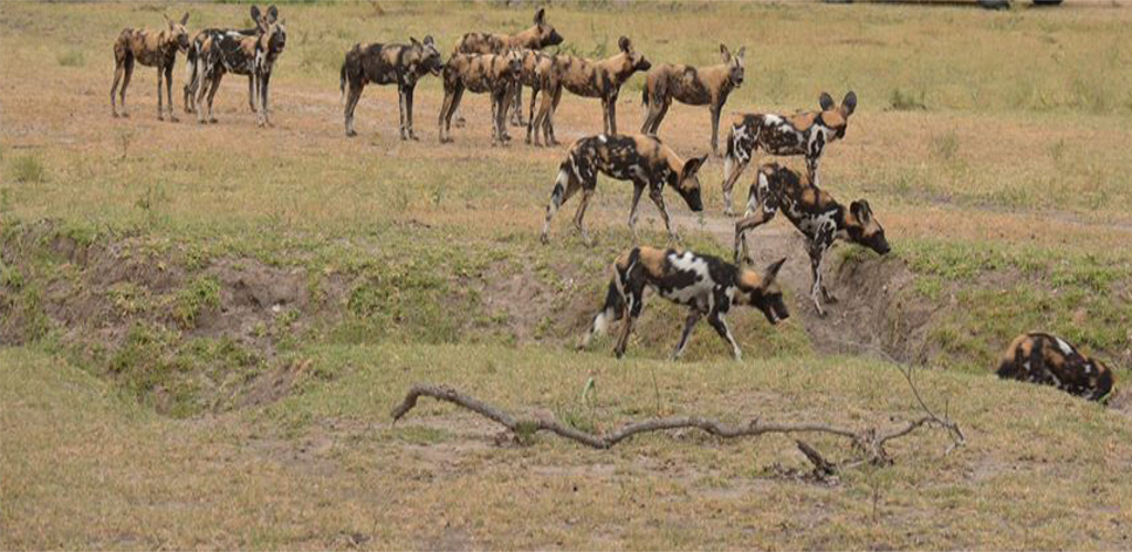 Selous Game Reserve