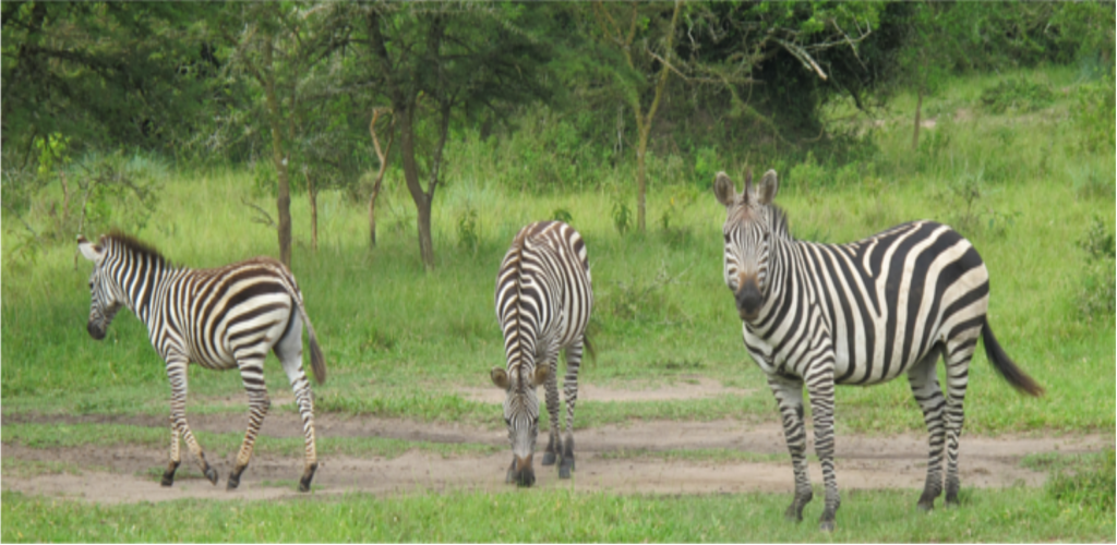 About Uganda Discover Uganda