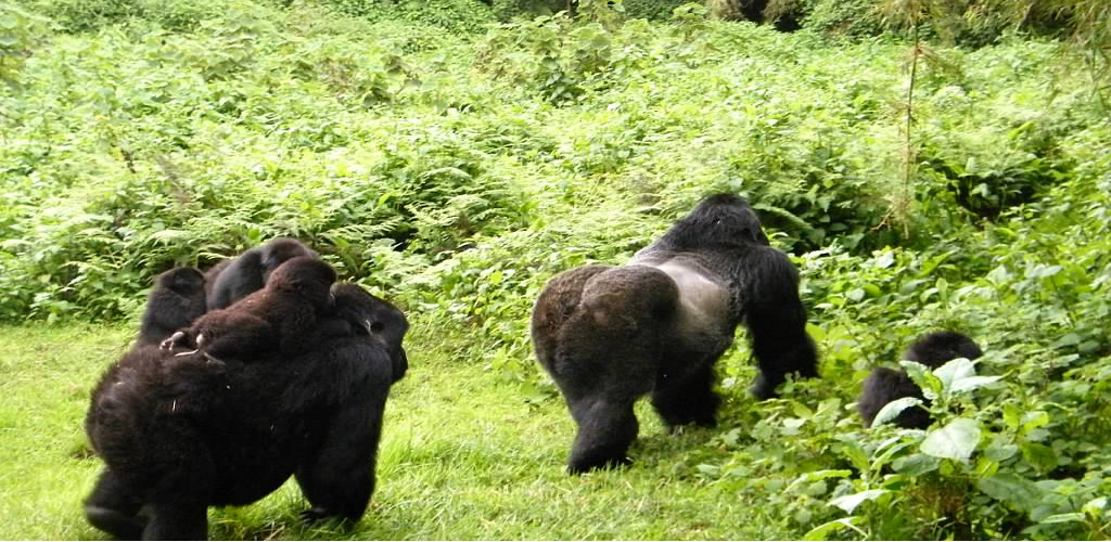 Uganda Rwanda Gorilla Tour and Wildlife