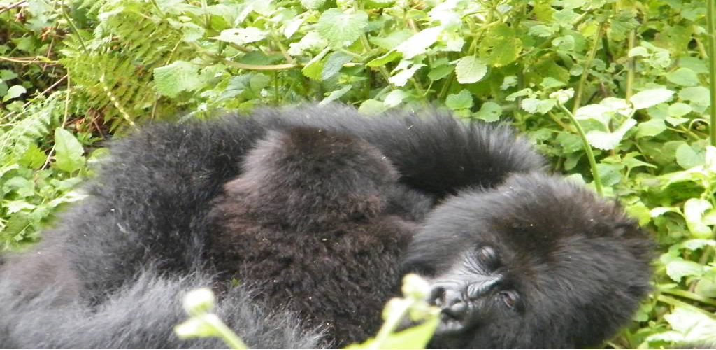 Track gorillas in Rwanda and Uganda