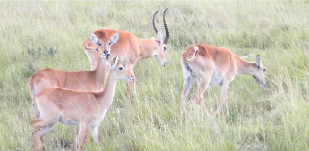 Uganda Safai impalas in Lake Mburo