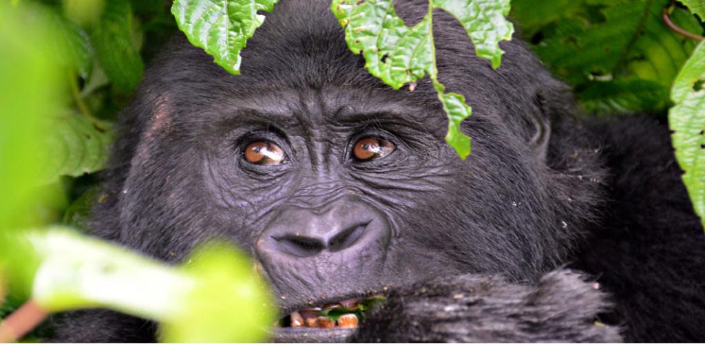 Gorilla Tracking Safari Uganda