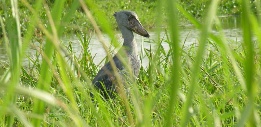 Uganda Birding Safari-The shoebill