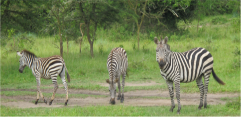 About Uganda Discover Uganda