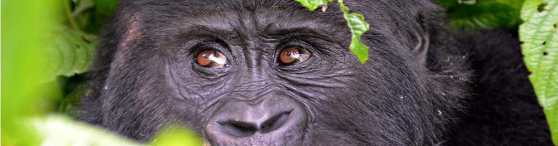 Gorilla Tracking Safari Uganda