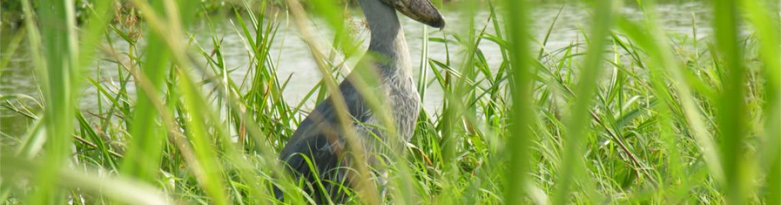 Uganda Birding Safari-The shoebill