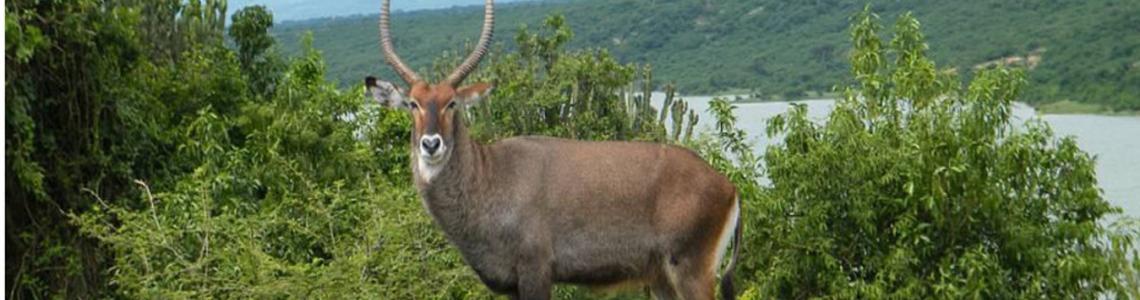 Uganda Safari Waterbuck in Queen Elizabeth Game Park