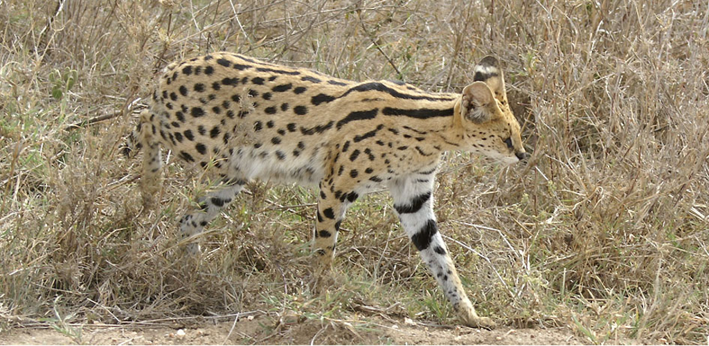 Tarangire Game Park