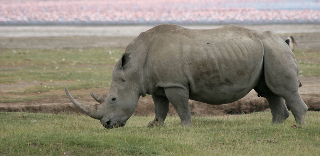 Lake Nakuru - Baringo