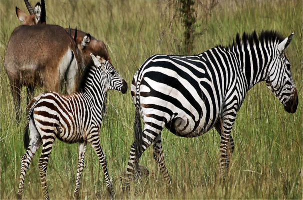 Zebras Lewa Downs Kenya Lewa Downs Safari Extension