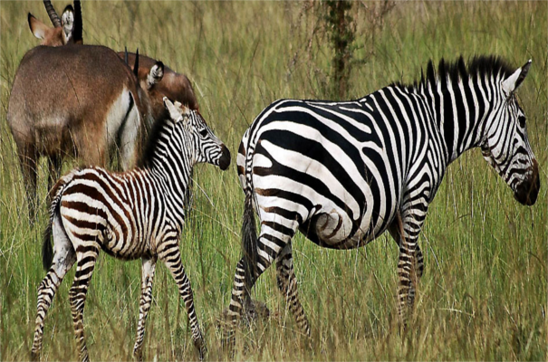 Lewa Downs Safari Extension